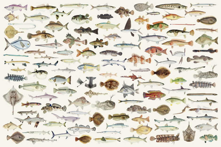 Bildkälla: https://www.freepik.com/free-vector/colored-vector-illustration-fish-drawing-collection_2782922.htm
